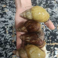 مکمل کلسیم حلزون