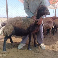 گوسفند میش