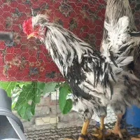 فروش ده عدد خروس گلپایگانی و گلین