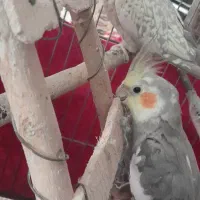 عروس هلندی نر و ماده همراه با قفس
