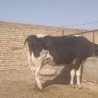 فروش تلیسه مونت بیلیاردسوپر