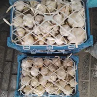 سیر