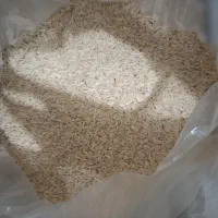 برنج شیرودی پر محصول  گرگان