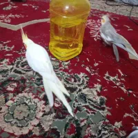جفت عروس هلندی نروماده