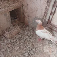 ماده میولمنز