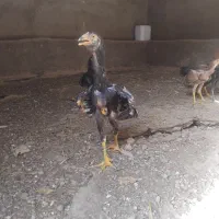 جوجه ریش فروشی