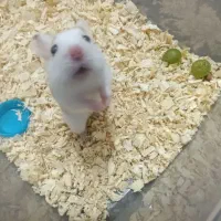 همستر کمپل