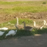 قوغاز