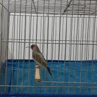 سهره مولد و جوجه