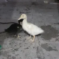جوجه اردک