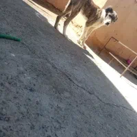 واگذاری ماده