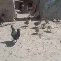 غاز|حیوانات مزرعه|شوشتر, |دیوار