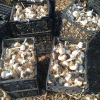 سیر ممتاز درجه