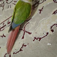 گرینچیک گمشده