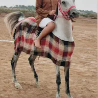 اسب مادیان خالص شناسنامه دار