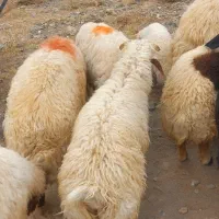 بره نر|حیوانات مزرعه|گناباد, |دیوار