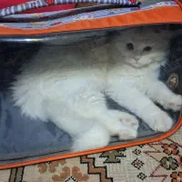 کیف و باکس حمل گربه خرگوش و...