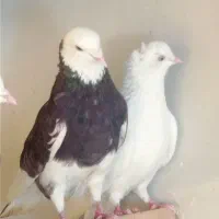 کبوتر