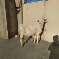 گوساله سیمنتال ماده