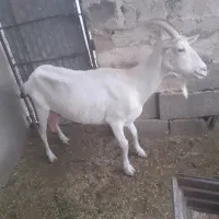 فروش بز سانن