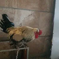 خروس پا پر و فونیکس