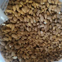 مغز بادام تلخ کوهی