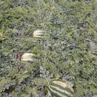 هندوانه درجه یک شیرین