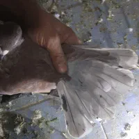 کفتر