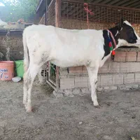 گوساله هلشتاین ماده قلمدار و درشت جنس بالا گاو
