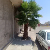 نخل تزئینی حدودا ده ساله