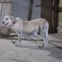 ماده پژدر