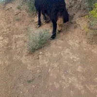 بره نر