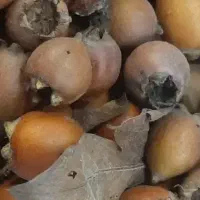 رب کندس درجه یک