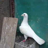 کبوتر آلمانی