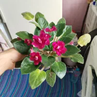 گل های بنفشه
