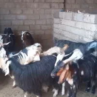 بز و چپش