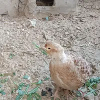 بلدرچین