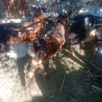 فروش کهره نر