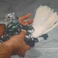 با اسب معاوضه دارم