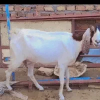 بز‌سه‌قلوزا