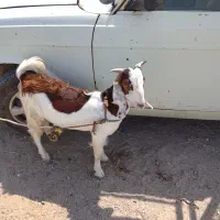 دنت