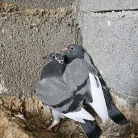 جوجه کبوتر مسافتی جان اردن