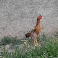 خروس لاری