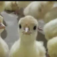 جوجه بوقلمون یک روزه نژاد بیوتی وبرنز