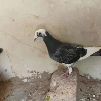 یک عدد ماده ابلغ