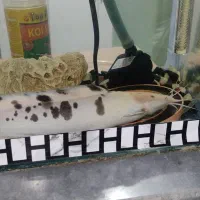 فروش ماهی اکواریوم