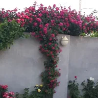 2عددگل رز رونده