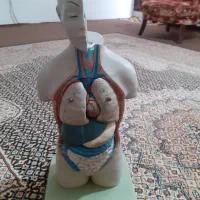 ماکت بدن انسان