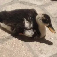 اردک