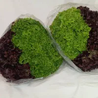 کاهو فرانسوی ریحان ایتالیایی